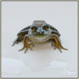 5th Place<br>Frank, the Frog<br>by Lydia too