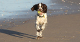 Springing Spaniel