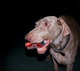 Its the Real Thing (dog toy, that is)