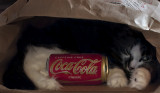 Dreaming Of Coke