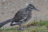 Rain-Drenched Road Runner