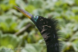 Anhinga In Mating Color