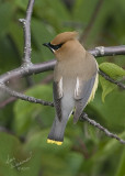 Cedar Waxwing