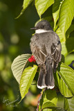 Eastern Kingbird