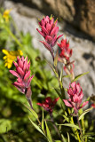 Indian Paintbrush