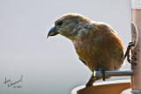 Red Crossbill (Male)