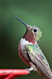 Broad-tailed Hummingbird - Looking Proud