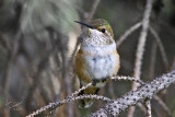 Hummer On Pine Branch