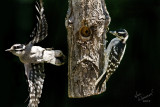 Female Downy Woodpeckers