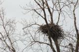Eagle's Nest