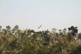 Roseate Spoonbill