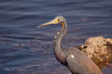 Tri-Colored Heron