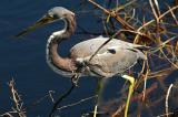 Tri-Colored Heron