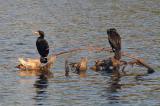 Double-Crested Cormorant