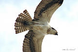 Osprey Overhead