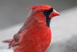 Cardinal