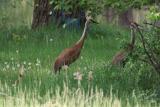 Sandhill Crane Family