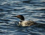 Late Day Loon