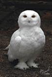 Snowy Owl