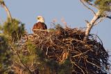 Bald Eagle At Nest