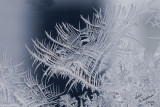 A Frost Weaving