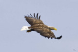 Sea Eagle_U3V2688