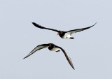 Oyster Catchers_U3V2041 