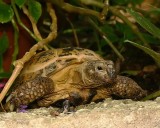 Russian Tortoise