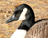 Canada Goose