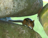 Eastern Chipmunk