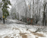 Windblown Ice Storm Damage