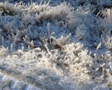 Windblown Ice Storm Damage