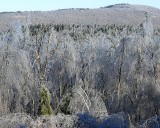 Windblown Ice Storm Damage