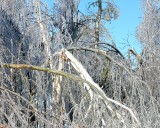 Windblown Ice Storm Damage