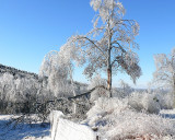 Windblown Ice Storm Damage