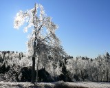 Windblown Ice Storm Damage