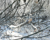 Windblown Ice Storm Damage