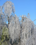 Windblown Ice Storm Damage