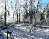 Windblown Ice Storm Damage