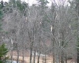 Windblown Ice Storm Damage