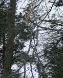 Windblown Ice Storm Damage