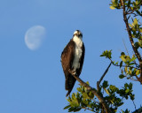 Osprey