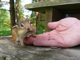 Eastern Chipmunk