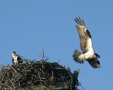 Osprey  <))