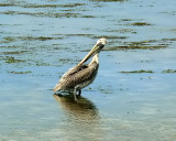 Brown Pelican