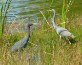 Little Blue Heron / Tri-Colored Heron