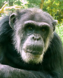Chimpanzee - Hondo - NC Zoo
