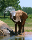 African Elephant