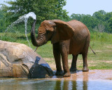 African Elephant