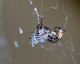 Spiny Backed Orb Weave Spider